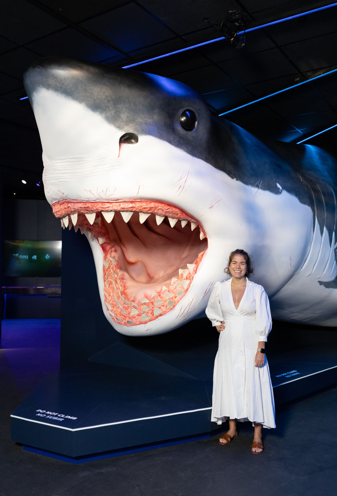 How That Giant Shark Got into the Houston Museum of Natural Science