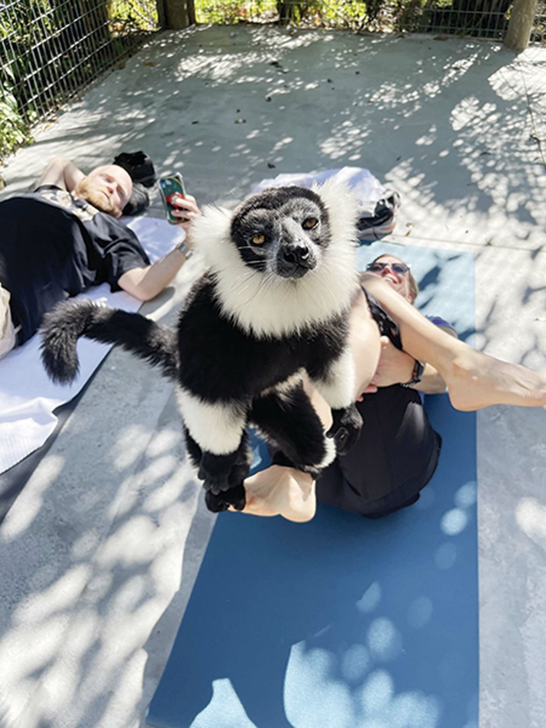 Lemur yoga at Big Cat Habitat