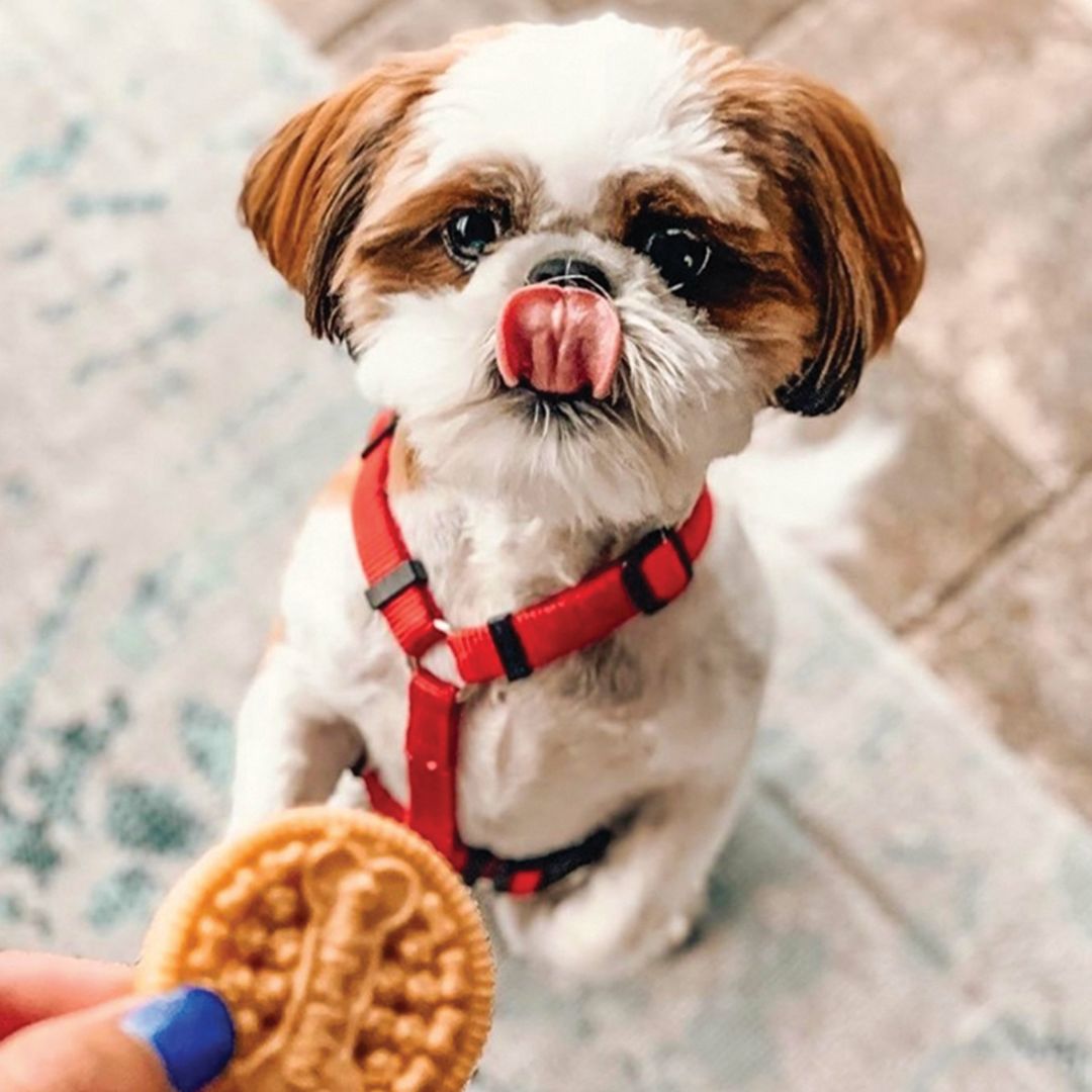 Treats at Three Dog Bakery