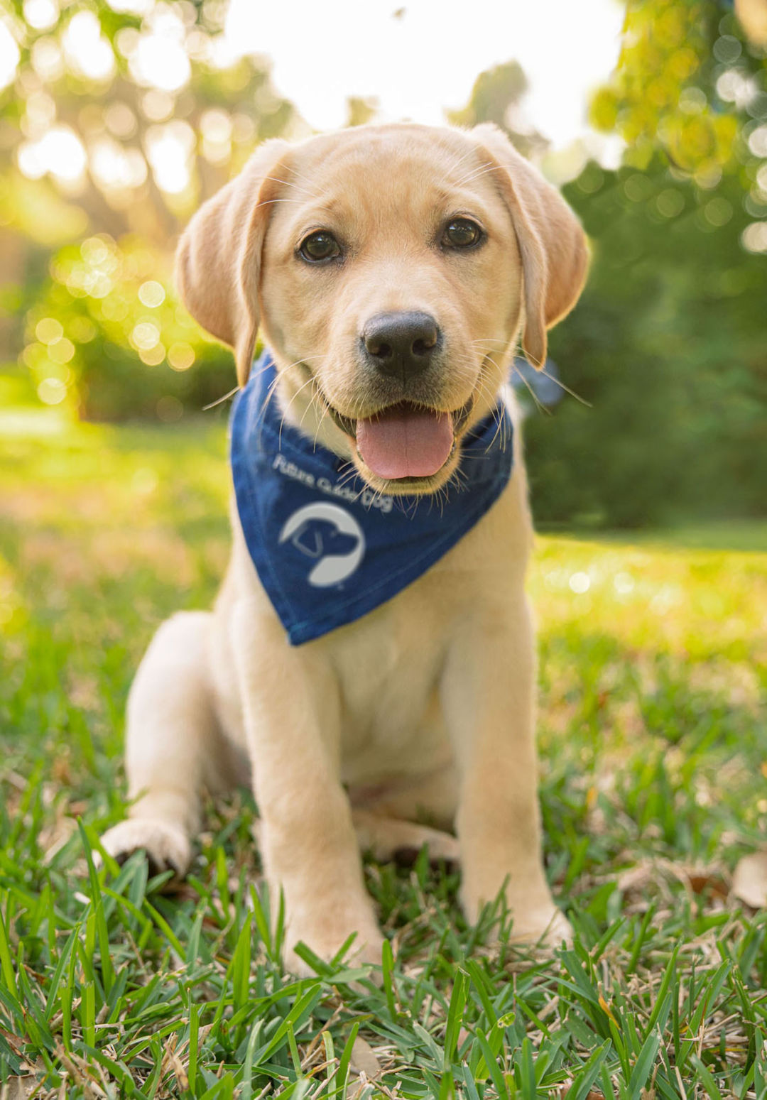 A puppy in training at Southeastern Guide Dogs.