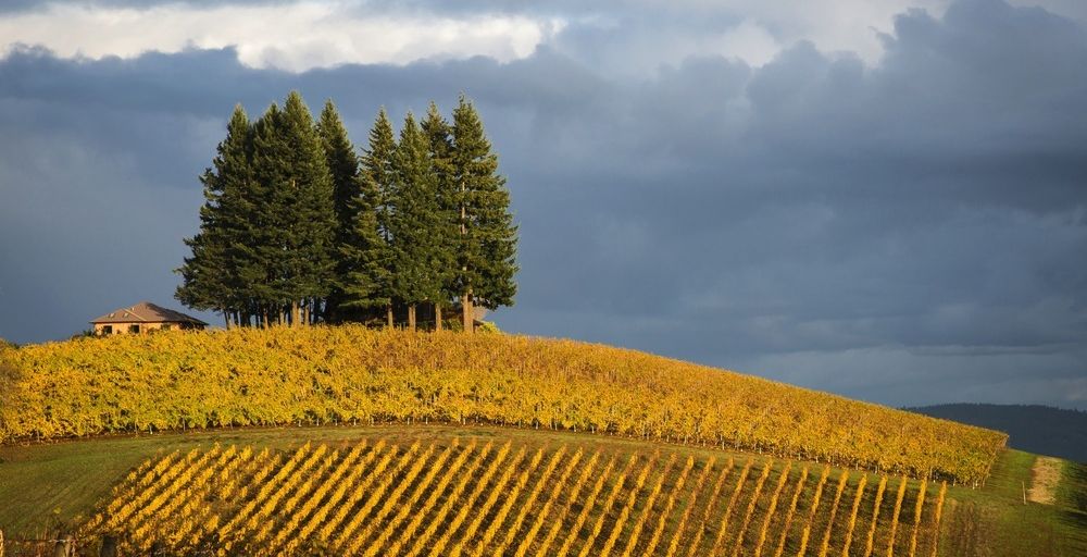 Willamette valley vineyard leaves fall robert crum ulnnad
