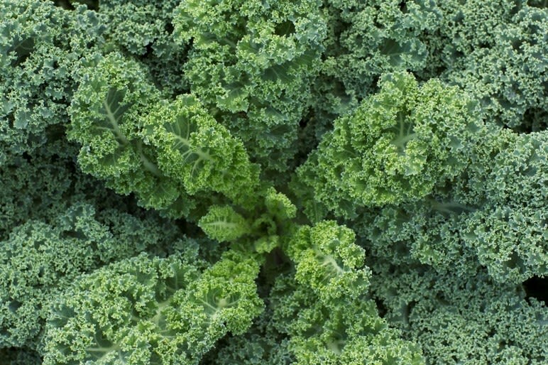 A close-up photo of a bunch of kale