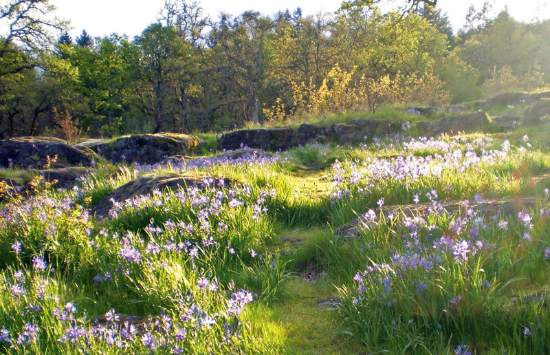 Camassia haynie wiy4mb