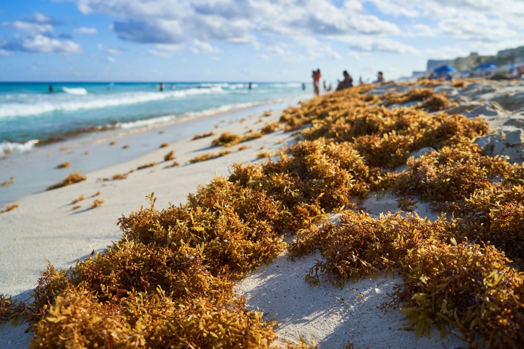 Sargassum piles up on a Caribbean beach.