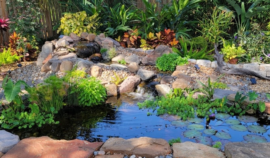 A backyard pond.