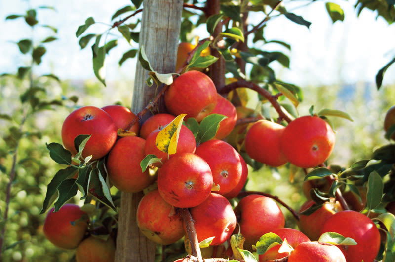 Bildergebnis für apples from Wenatchee