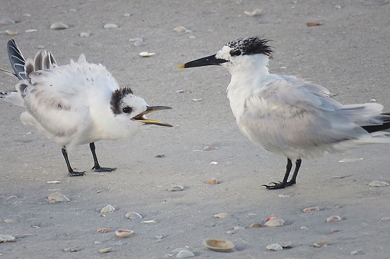13 Birds You'll Spot on Local Beaches | Sarasota Magazine