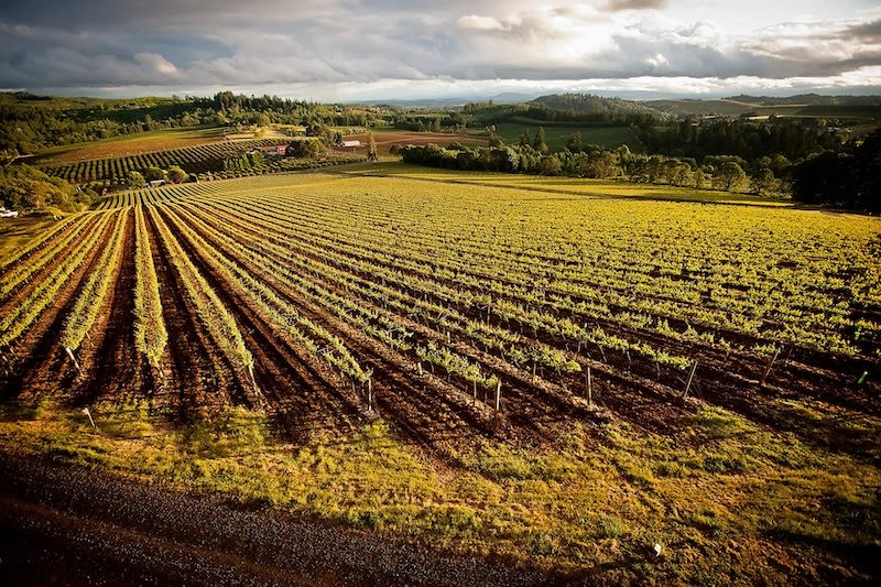 Wvv estate vineyard bernau 20 block vznjsr