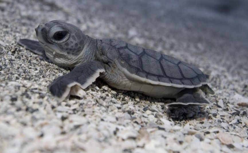 Pictures Of Turtles - Clashing Pride