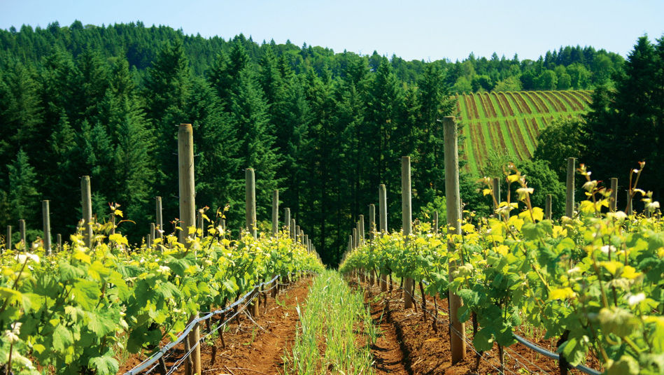 038 wine argyle winery t1ss9n