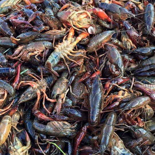 Texas Crawfish Barn Restaurants Houstonia Magazine