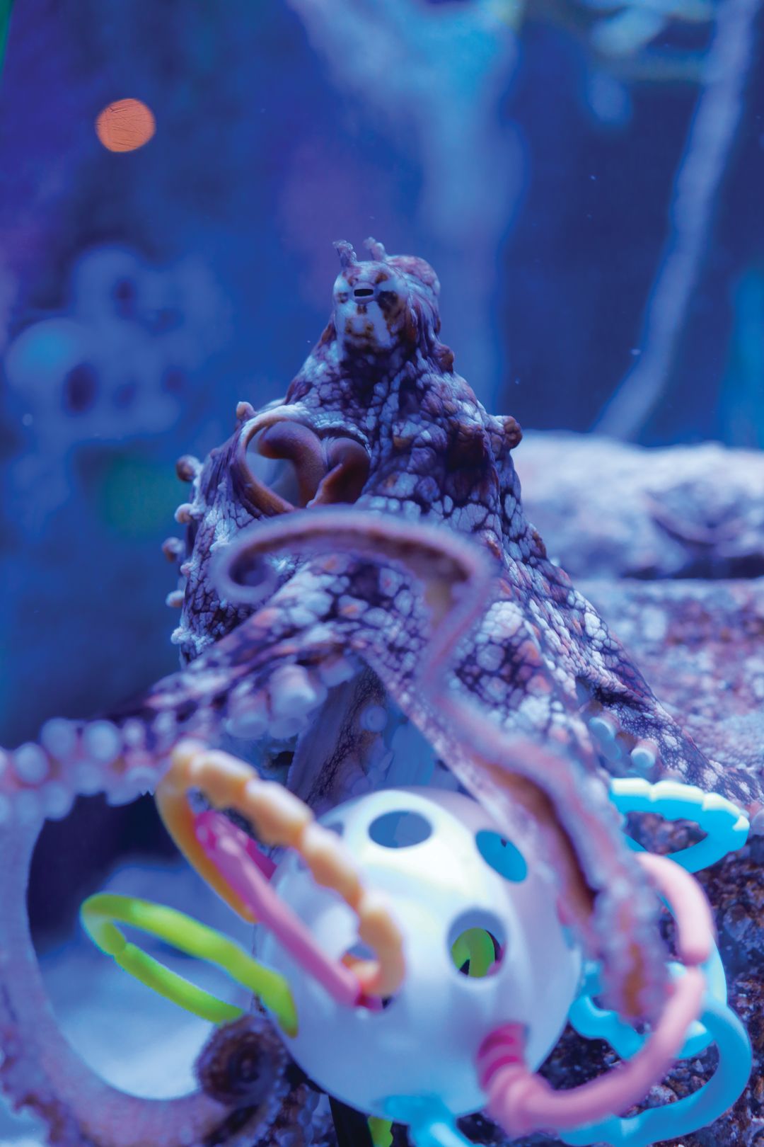 Playtime for Mote’s octopus.