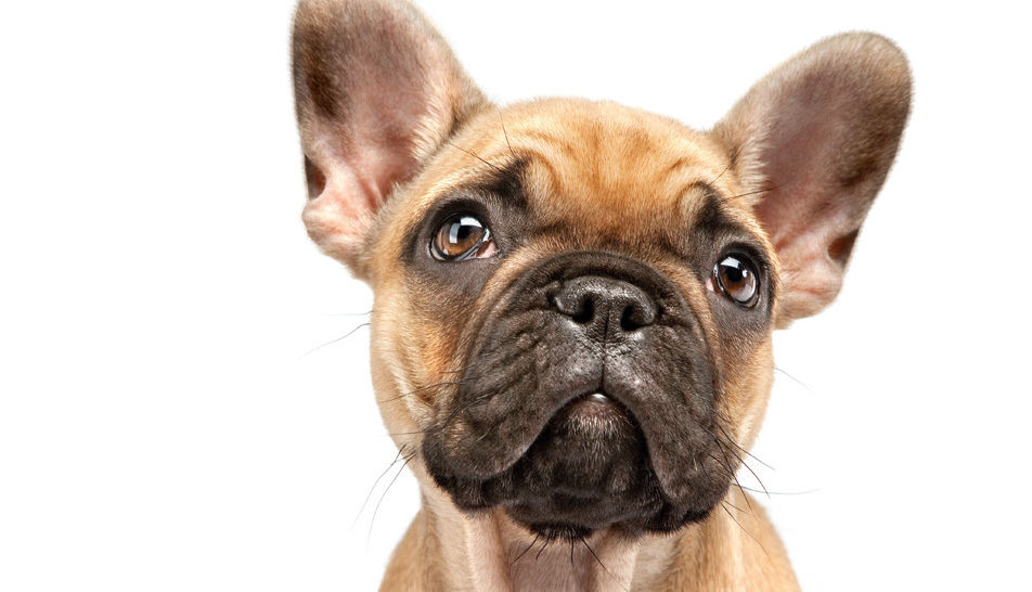 07 63 dogs 1 j04qbr