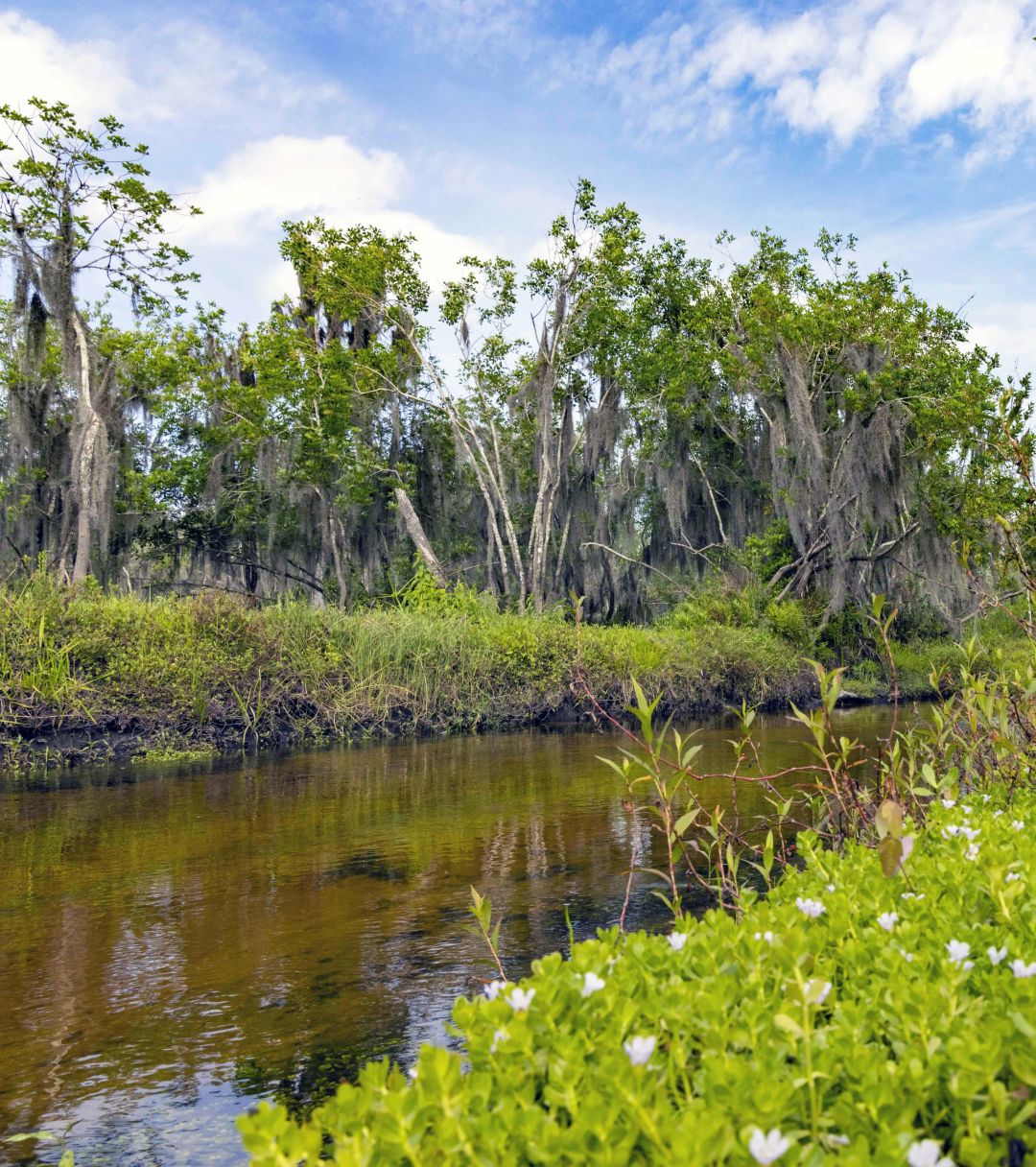 Myakka Headwaters Preserve in Manatee County