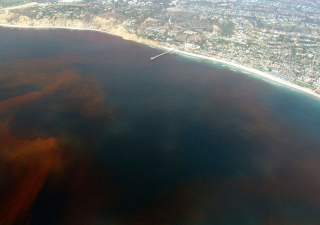 Red tide nmoyp3