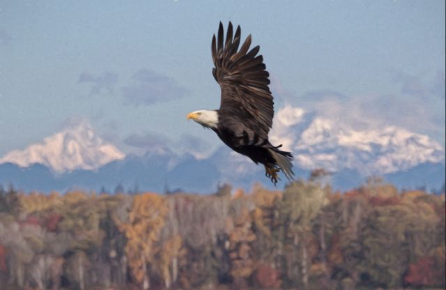 Eric ellingson bald eagles flying over semiahoo bay in northern washington are common sights during the wings over water birding festival. kzinj1