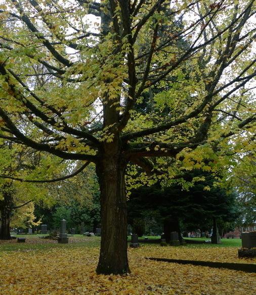 Maplecemetery zwu2ps