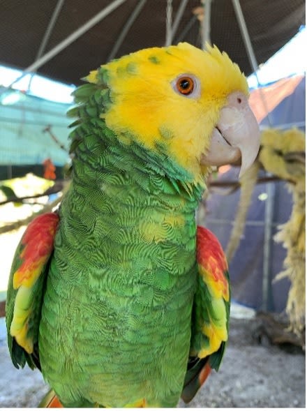 One of the sanctuary's parrots