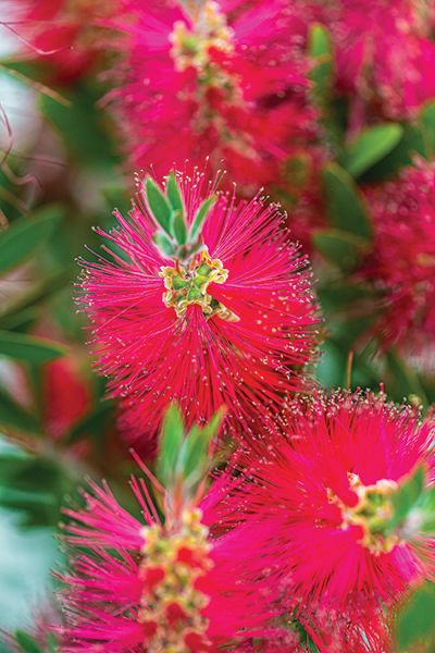 A bottlebrush tree (Callistemon citrinus)