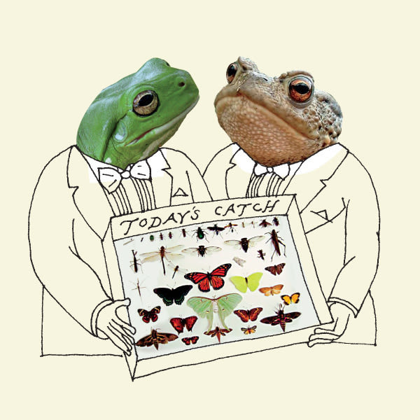 Frog toad illo lbz4or
