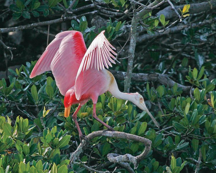 Roseate spoonbill ny rick greenspun in0gvs