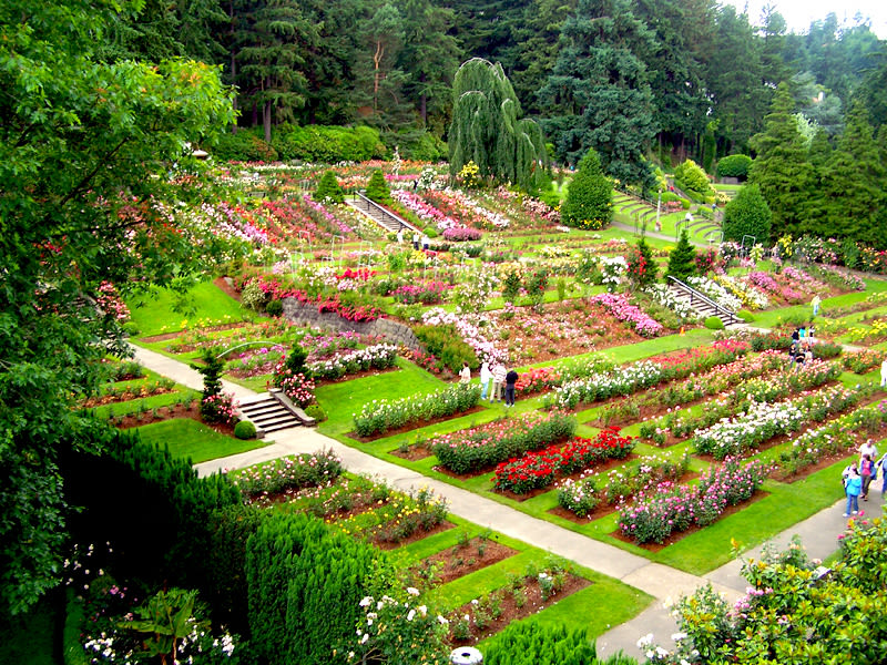 Happy 100th Birthday International Rose Test Garden Portland