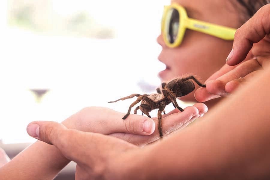 Kids handle a tarantula at a Bugz Rule event.