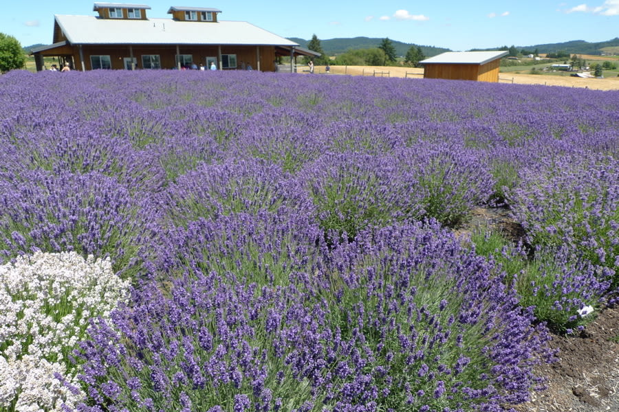 Oregon Lavender Festival 2022 Spring Festival 2022