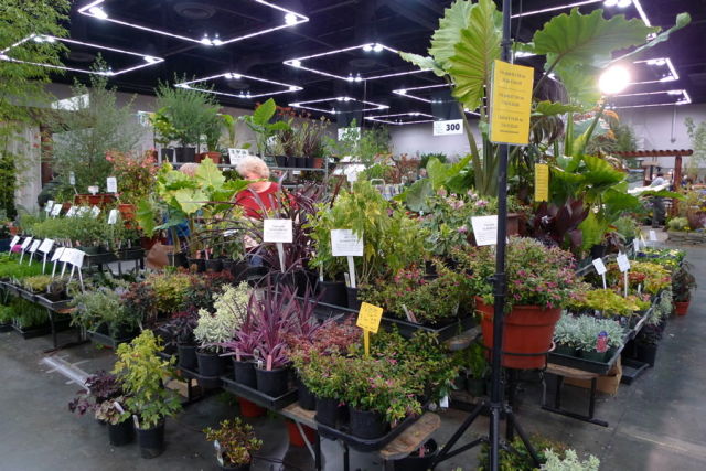 Ygp 2011 n m herb nursery fjooqd