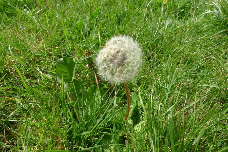 Dandelions in your lawn Portland Monthly
