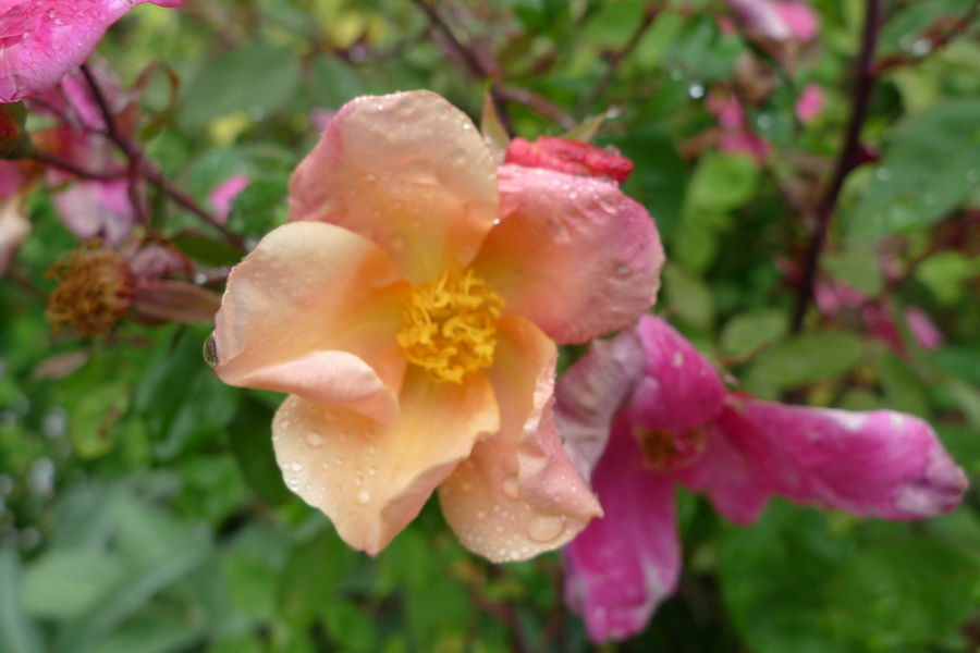 Unnatural Roses Uncommon Roses | Portland Monthly