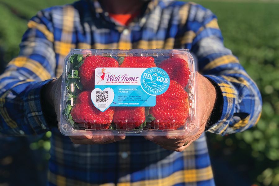 Strawberry Season Is Here | Sarasota Magazine Strawberry Season Is Here | Sarasota Magazine
