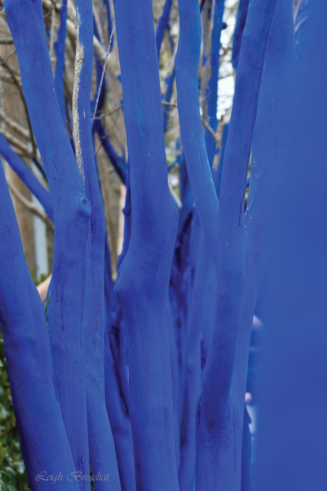 Cosu summer 15 arts blue trees s7rik7