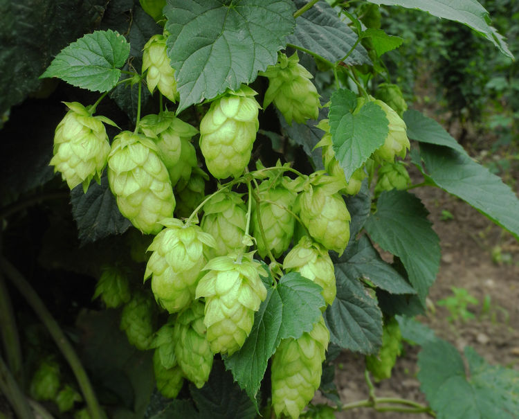 0912 hood river hops fest unsc2k