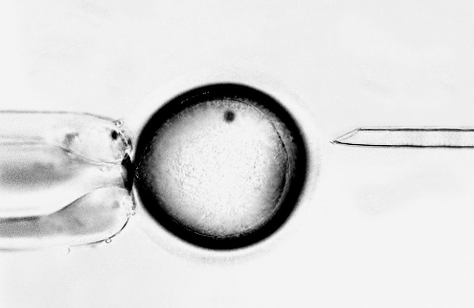 0804 pg104 cell egg pwpgrt