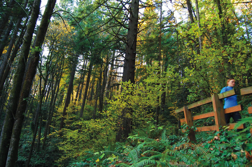 Forest park wildwood bridge t7jpze