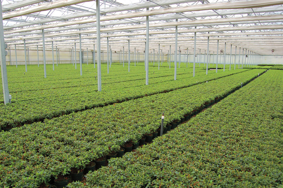 Woodburn nursery azaleas zawdg6