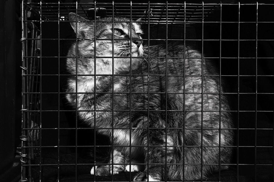 Trap Neuter Return Seattle Met