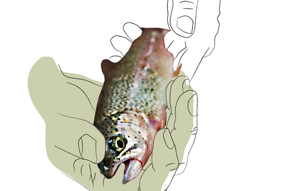 How To…Catch a Fish with Your Bare Hands