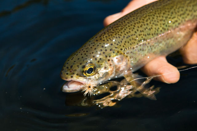 0711 pg178 warrior trout zhvjot