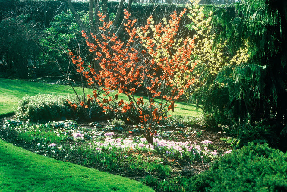 08 jan feb hand 115 winter garden hkgmdr