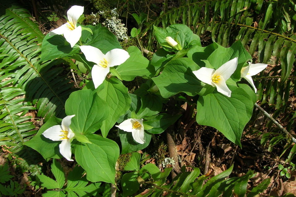 pacific northwest native plants