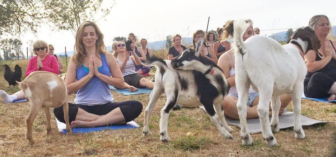 Yoga with goats craze: 4 other animals to namaste with, Health