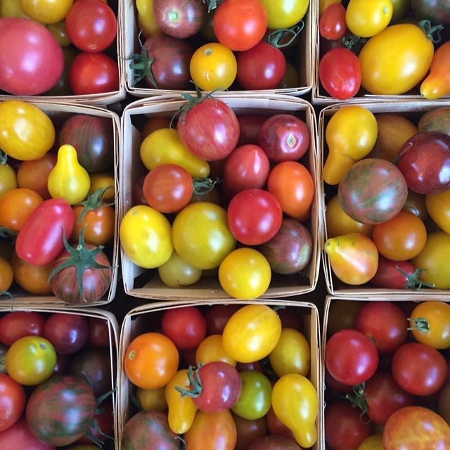 Tomatoes hnitxx