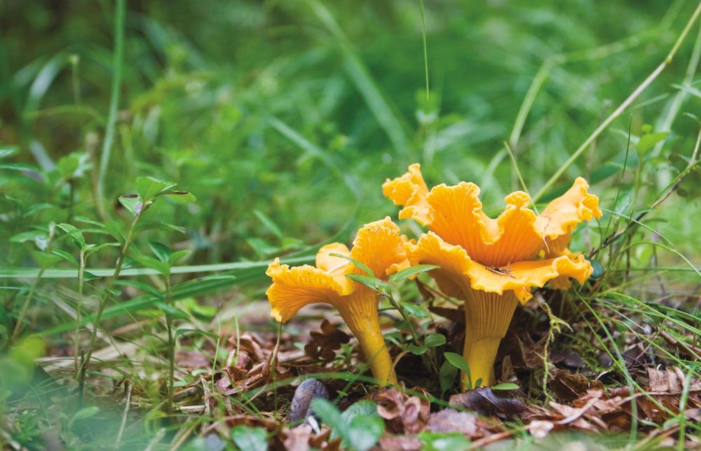 Pomo 1016 fall day trips bonus chanterelle jeikga