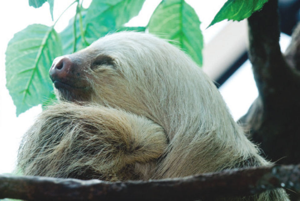 Sloth psuqhr