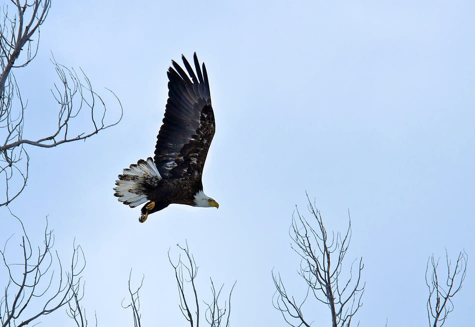Park city winter 2012 nature bald eagle debs7x