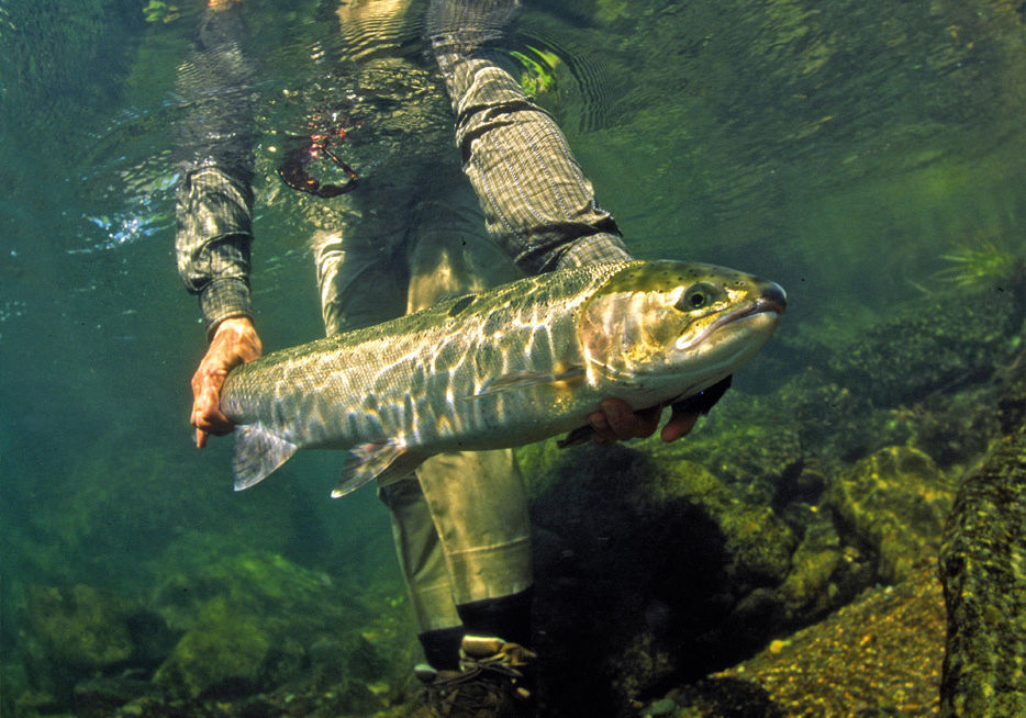 07 38 rivers steelhead wperab