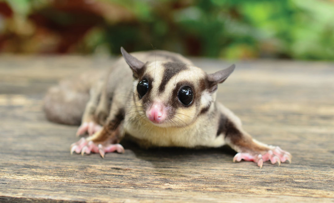 sugar glider pet shop near me