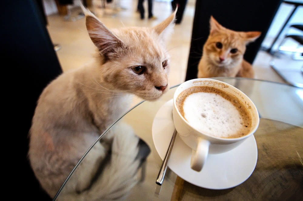 Get a Pop Up Preview of Houston s First Cat Caf  Houstonia